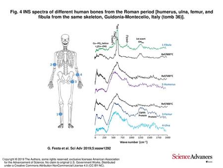 Fig. 4 INS spectra of different human bones from the Roman period [humerus, ulna, femur, and fibula from the same skeleton, Guidonia-Montecelio, Italy.
