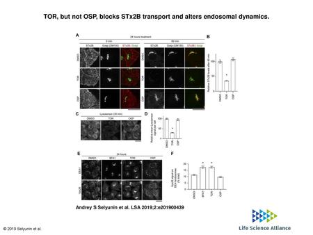 TOR, but not OSP, blocks STx2B transport and alters endosomal dynamics
