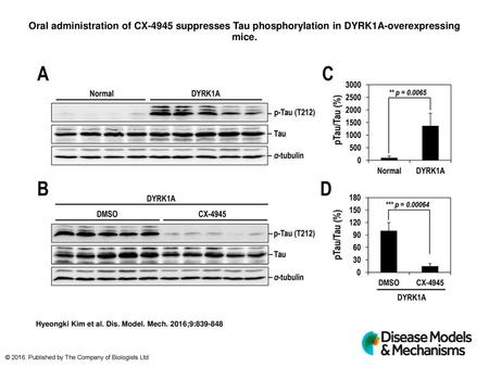 Oral administration of CX-4945 suppresses Tau phosphorylation in DYRK1A-overexpressing mice. Oral administration of CX-4945 suppresses Tau phosphorylation.