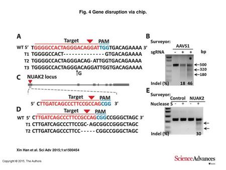 Fig. 4 Gene disruption via chip.