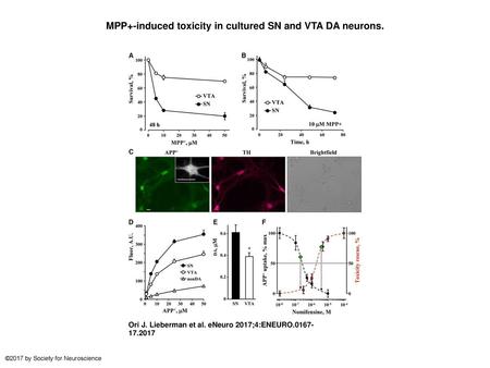 MPP+-induced toxicity in cultured SN and VTA DA neurons.