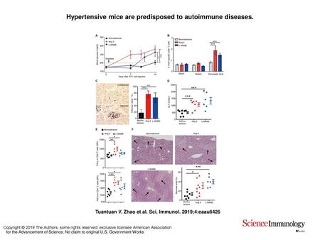 Hypertensive mice are predisposed to autoimmune diseases.