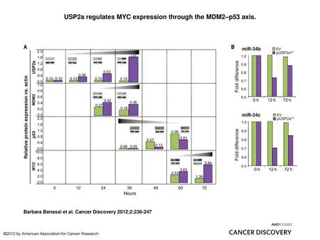 USP2a regulates MYC expression through the MDM2–p53 axis.