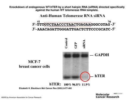 Knockdown of endogenous WT-hTER by a short hairpin RNA (siRNA) directed specifically against the human WT telomerase RNA template. Knockdown of endogenous.