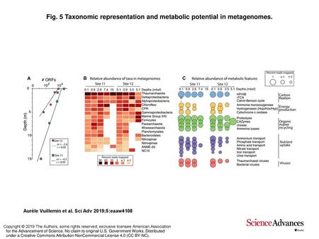 Taxonomic representation and metabolic potential in metagenomes