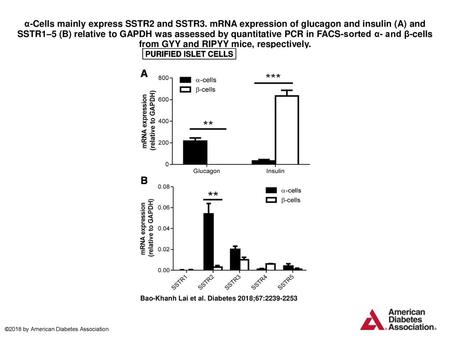α-Cells mainly express SSTR2 and SSTR3