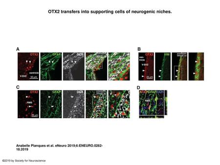 OTX2 transfers into supporting cells of neurogenic niches.