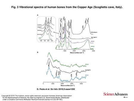 Fig. 3 Vibrational spectra of human bones from the Copper Age (Scoglietto cave, Italy). Vibrational spectra of human bones from the Copper Age (Scoglietto.
