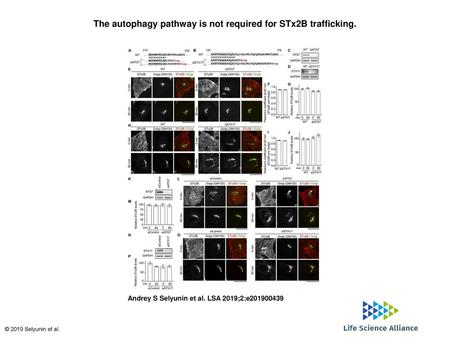 The autophagy pathway is not required for STx2B trafficking.