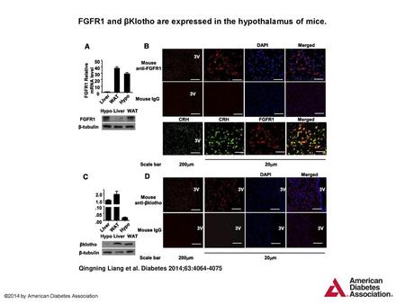 FGFR1 and βKlotho are expressed in the hypothalamus of mice.