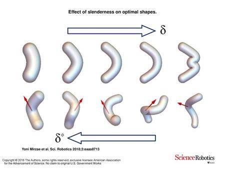 Effect of slenderness on optimal shapes.