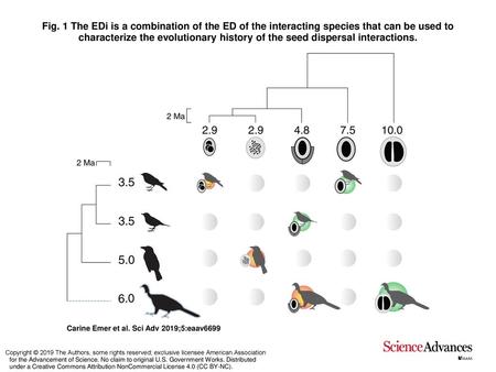 Fig. 1 The EDi is a combination of the ED of the interacting species that can be used to characterize the evolutionary history of the seed dispersal interactions.