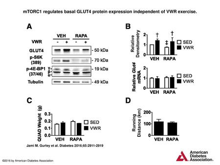 MTORC1 regulates basal GLUT4 protein expression independent of VWR exercise. mTORC1 regulates basal GLUT4 protein expression independent of VWR exercise.