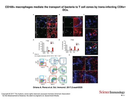 CD169+ macrophages mediate the transport of bacteria to T cell zones by trans-infecting CD8α+ DCs. CD169+ macrophages mediate the transport of bacteria.