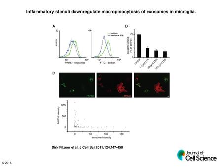 Inflammatory stimuli downregulate macropinocytosis of exosomes in microglia. Inflammatory stimuli downregulate macropinocytosis of exosomes in microglia.