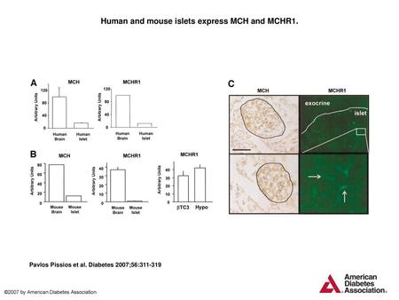Human and mouse islets express MCH and MCHR1.