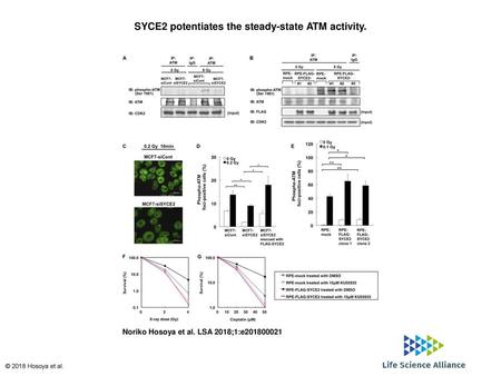 SYCE2 potentiates the steady-state ATM activity.