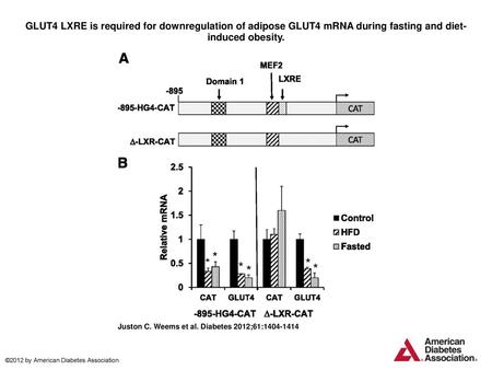 GLUT4 LXRE is required for downregulation of adipose GLUT4 mRNA during fasting and diet-induced obesity. GLUT4 LXRE is required for downregulation of adipose.