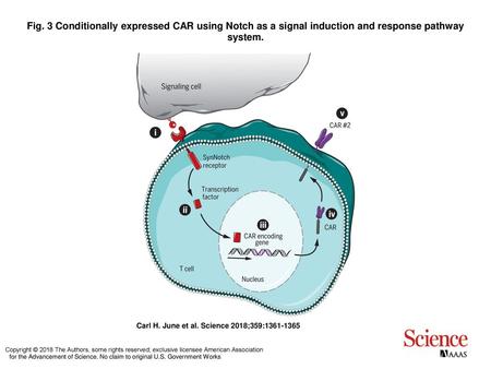 Fig. 3 Conditionally expressed CAR using Notch as a signal induction and response pathway system. Conditionally expressed CAR using Notch as a signal induction.