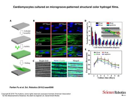 Cardiomyocytes cultured on microgroove-patterned structural color hydrogel films. Cardiomyocytes cultured on microgroove-patterned structural color hydrogel.