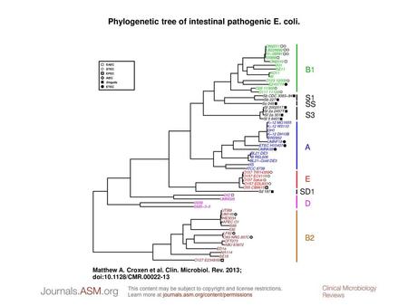 Phylogenetic tree of intestinal pathogenic E. coli.