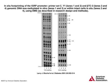 In situ footprinting of the IGRP promoter: primer set C