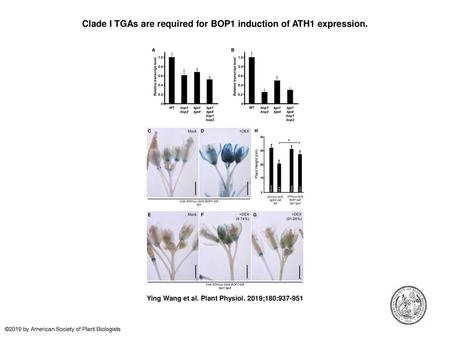 Clade I TGAs are required for BOP1 induction of ATH1 expression.