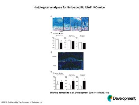 Histological analyses for limb-specific Uhrf1 KO mice.
