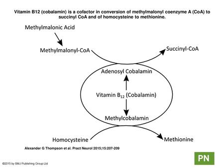 Vitamin B12 (cobalamin) is a cofactor in conversion of methylmalonyl coenzyme A (CoA) to succinyl CoA and of homocysteine to methionine. Vitamin B12 (cobalamin)
