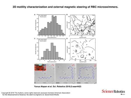 2D motility characterization and external magnetic steering of RBC microswimmers. 2D motility characterization and external magnetic steering of RBC microswimmers.