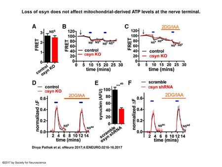 Loss of αsyn does not affect mitochondrial-derived ATP levels at the nerve terminal. Loss of αsyn does not affect mitochondrial-derived ATP levels at the.