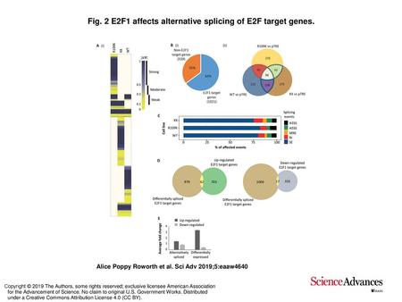 Fig. 2 E2F1 affects alternative splicing of E2F target genes.