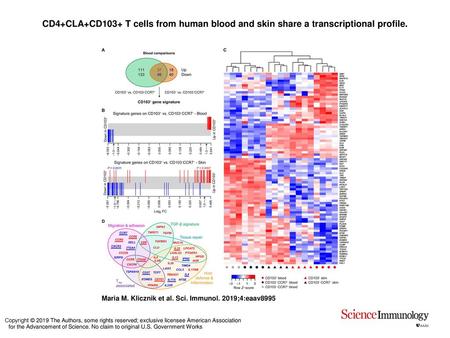CD4+CLA+CD103+ T cells from human blood and skin share a transcriptional profile. CD4+CLA+CD103+ T cells from human blood and skin share a transcriptional.