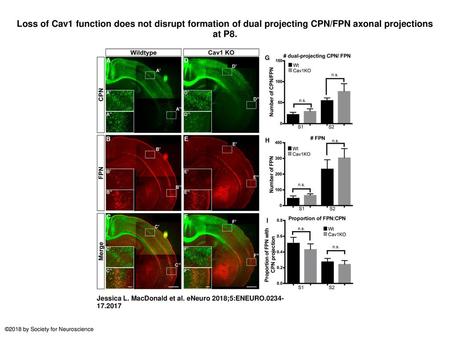 Loss of Cav1 function does not disrupt formation of dual projecting CPN/FPN axonal projections at P8. Loss of Cav1 function does not disrupt formation.