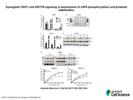 Synergistic WNT1 and WNT7B signaling is downstream of LRP6 phosphorylation and β-catenin stabilization. Synergistic WNT1 and WNT7B signaling is downstream.
