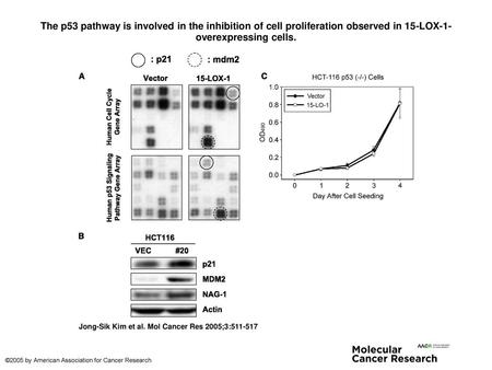 The p53 pathway is involved in the inhibition of cell proliferation observed in 15-LOX-1-overexpressing cells. The p53 pathway is involved in the inhibition.