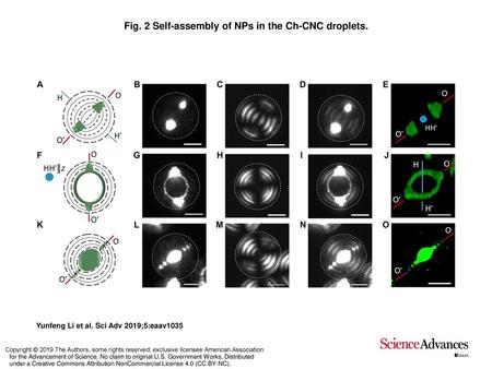 Fig. 2 Self-assembly of NPs in the Ch-CNC droplets.