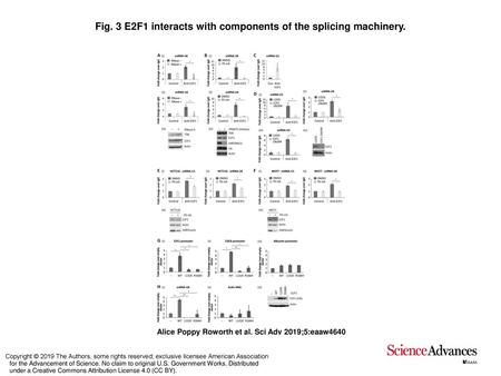 Fig. 3 E2F1 interacts with components of the splicing machinery.