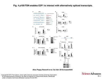 Fig. 4 p100/TSN enables E2F1 to interact with alternatively spliced transcripts. p100/TSN enables E2F1 to interact with alternatively spliced transcripts.