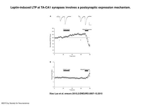 Leptin-induced LTP at TA-CA1 synapses involves a postsynaptic expression mechanism. Leptin-induced LTP at TA-CA1 synapses involves a postsynaptic expression.