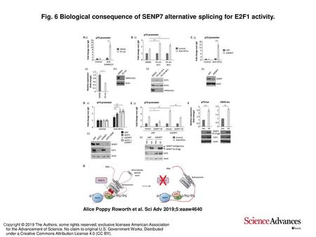 Biological consequence of SENP7 alternative splicing for E2F1 activity