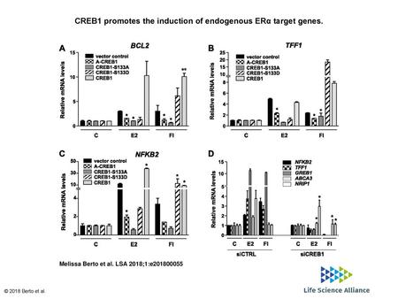 CREB1 promotes the induction of endogenous ERα target genes.