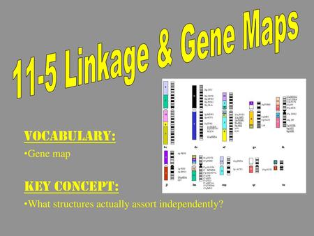 Section 11 5 Linkage And Gene Maps 11-5 Linkage And Gene Maps. - Ppt Download