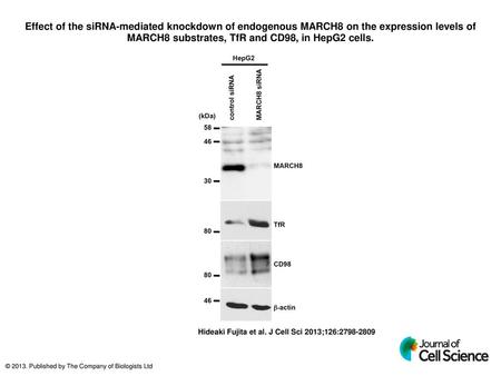 Effect of the siRNA-mediated knockdown of endogenous MARCH8 on the expression levels of MARCH8 substrates, TfR and CD98, in HepG2 cells. Effect of the.