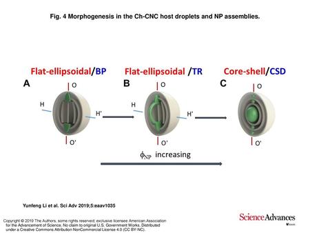 Fig. 4 Morphogenesis in the Ch-CNC host droplets and NP assemblies.