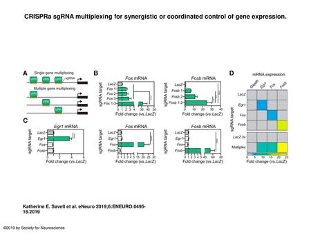 CRISPRa sgRNA multiplexing for synergistic or coordinated control of gene expression. CRISPRa sgRNA multiplexing for synergistic or coordinated control.