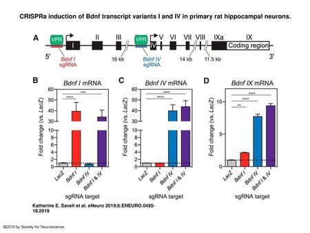 CRISPRa induction of Bdnf transcript variants I and IV in primary rat hippocampal neurons. CRISPRa induction of Bdnf transcript variants I and IV in primary.