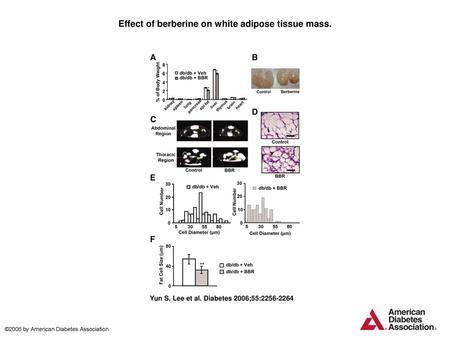 Effect of berberine on white adipose tissue mass.