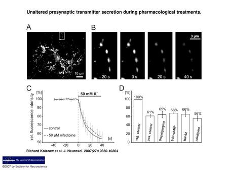 Unaltered presynaptic transmitter secretion during pharmacological treatments. Unaltered presynaptic transmitter secretion during pharmacological treatments.