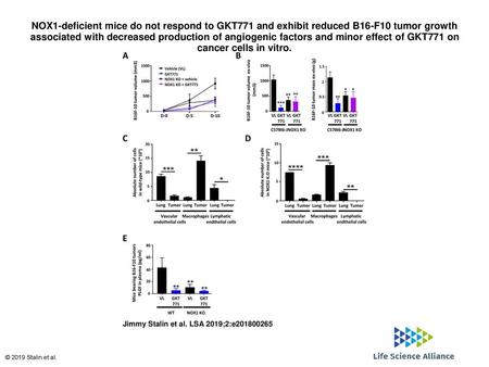 NOX1-deficient mice do not respond to GKT771 and exhibit reduced B16-F10 tumor growth associated with decreased production of angiogenic factors and minor.